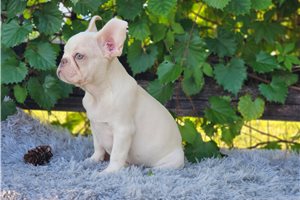 Brooks - French Bulldog for sale