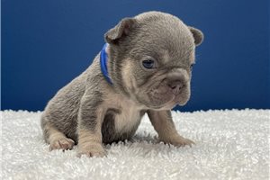 Levi - French Bulldog for sale