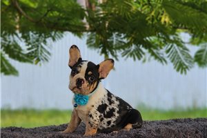 Cecelia - French Bulldog for sale