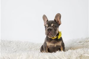 Alexa - French Bulldog for sale
