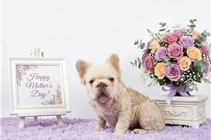Fresca - French Bulldog for sale