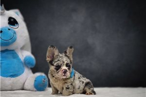 Catia - French Bulldog for sale