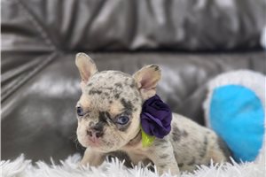Dorothy - puppy for sale