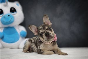 Bailey - French Bulldog for sale