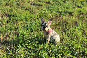 Bailey - French Bulldog for sale