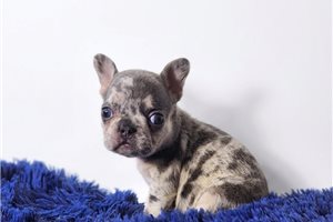Bailey - French Bulldog for sale