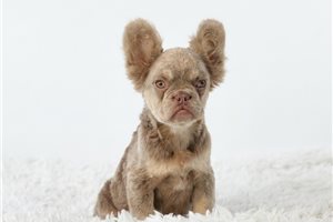 Dalton - French Bulldog for sale