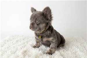 Lucas - French Bulldog for sale