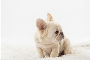Emmett - French Bulldog for sale