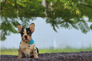 Cecelia - French Bulldog for sale