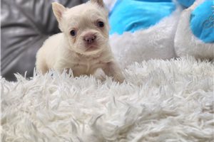 Daisy - puppy for sale