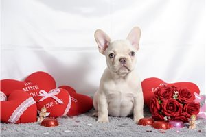 Colby - puppy for sale