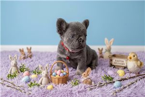 Lucas - puppy for sale