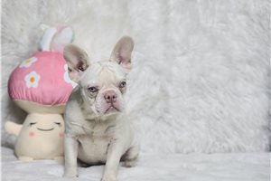 Emily - French Bulldog for sale