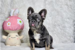 Fluffy Evelyn - French Bulldog for sale