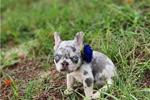 Melina - French Bulldog for sale