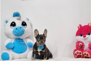 Adriana - French Bulldog for sale