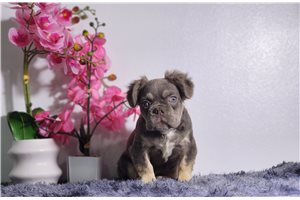 Polo - French Bulldog for sale