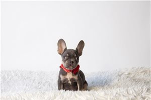 Adriana - French Bulldog for sale