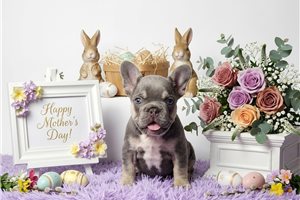 Alexa - French Bulldog for sale