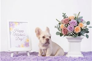 Emmett - French Bulldog for sale