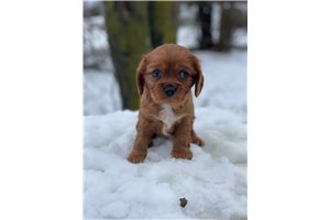 Holland - Cavalier King Charles Spaniel for sale
