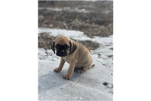 Hector - Puggle for sale