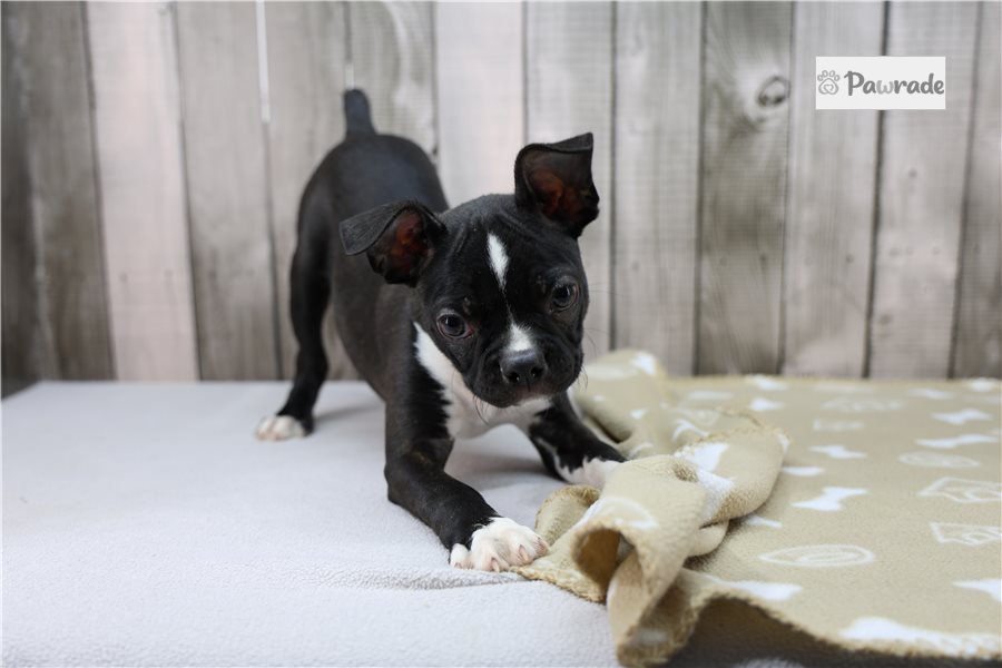 Nicolas - Boston Terrier for sale