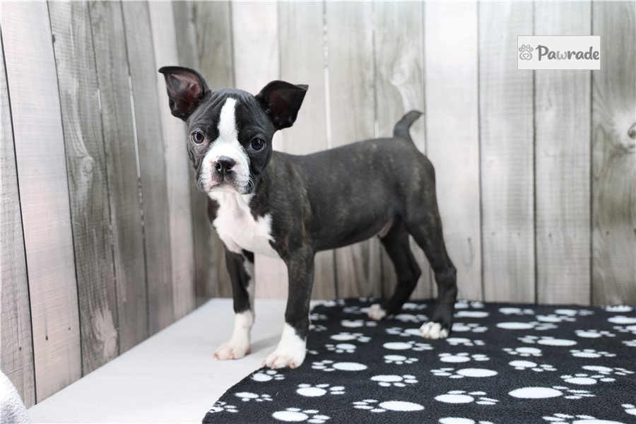 Norm - Boston Terrier for sale