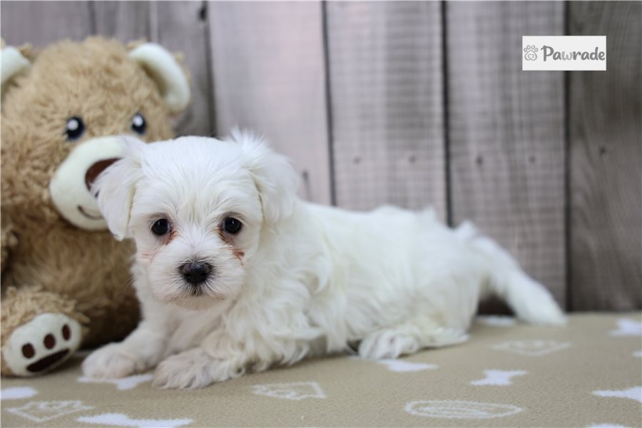 Shawn, male Maltese puppy for sale