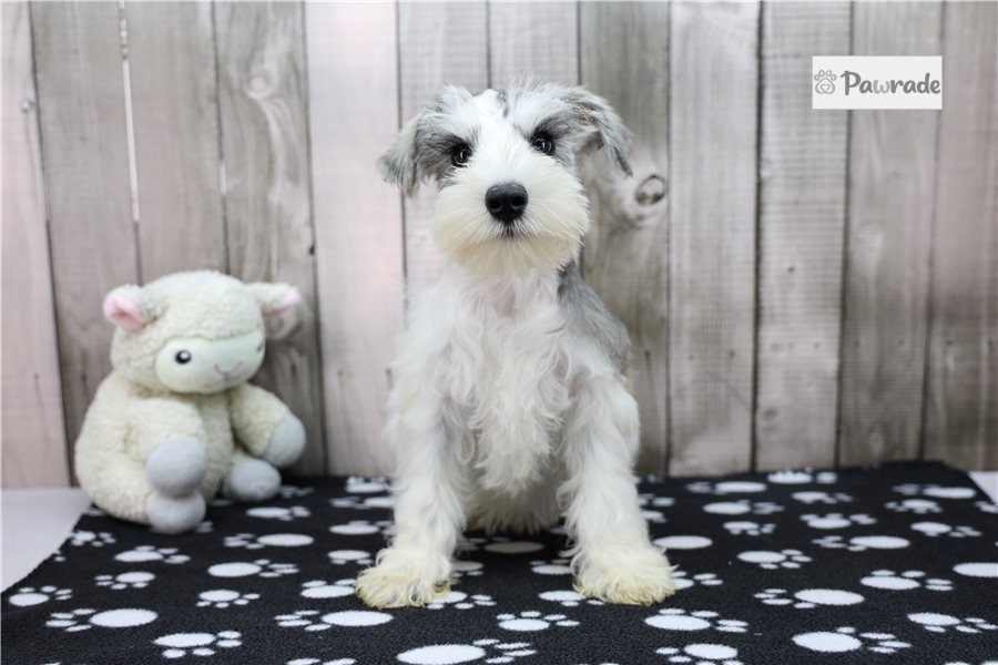 Peter - Miniature Schnauzer for sale