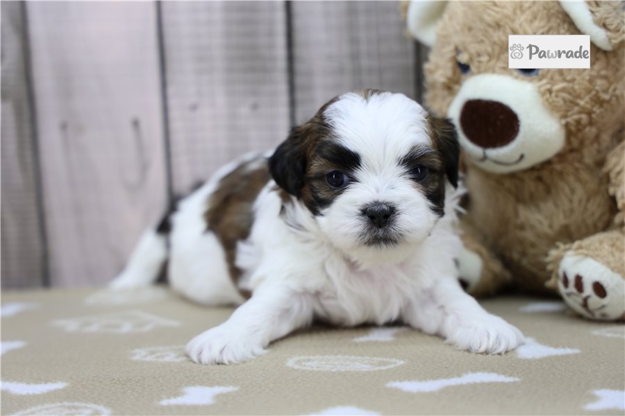Trent - Shih Tzu for sale