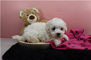 Fran - puppy for sale