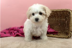 Frances - puppy for sale