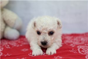 Rover - Bichon Frise for sale