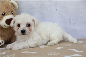 Rover - Bichon Frise for sale