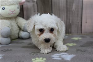 Declan - Bichon Frise for sale