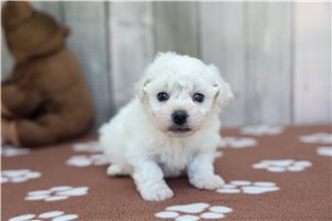 Luke - Bichon Frise for sale