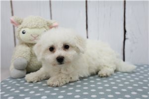 Emilio - Bichon Frise for sale