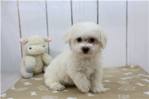 Erica - puppy for sale