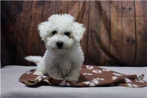Bryson - puppy for sale