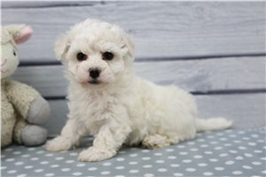 Georgia - Bichon Frise for sale