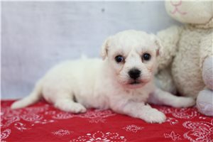 Ritzie - Bichon Frise for sale