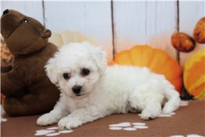 Lionel - Bichon Frise for sale