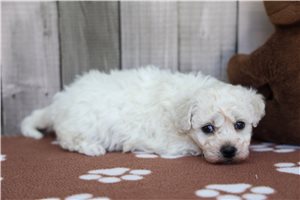 Lori - Bichon Frise for sale