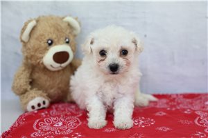 Rover - Bichon Frise for sale