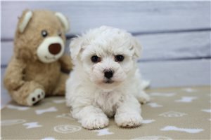 Georgia - Bichon Frise for sale