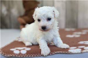 Lionel - Bichon Frise for sale