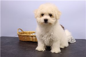 Fauna - Bichon Frise for sale