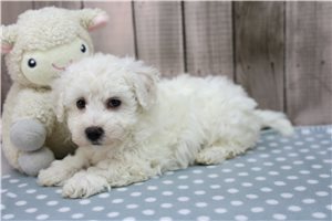 Peggy - Bichon Frise for sale